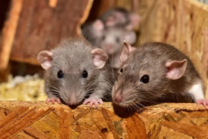 bahaya gigitan tikus
