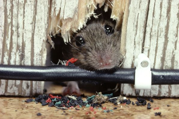 4 Cara Efektif Mencegah Kerusakan Kabel Akibat Gigitan Tikus di Rumah